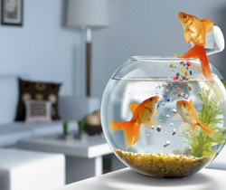 Золотые рыбки в аквариуме - Обои для рабочего стола