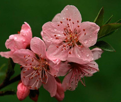 Цветы персика - Обои для рабочего стола