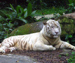 Белый тигр - Обои для рабочего стола
