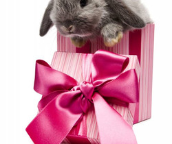 Серый кролик в розовой коробочке