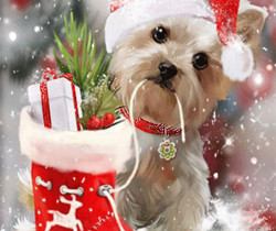 Собачка в колпаке Деда мороза - Год Собаки