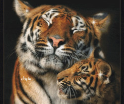 Тигры - Блестящие картинки glitter