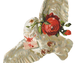 Белый почтовый голубь и роза - Блестящие картинки glitter