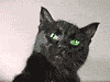 Черный кот - Анимированные аватары