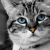 Серый кот - Анимированные аватары