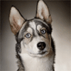Говорящий пес - Анимированные аватары